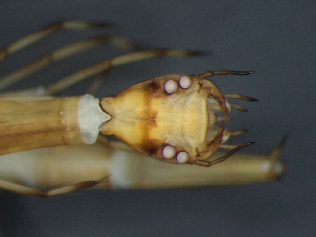 Acilius canaliculatus